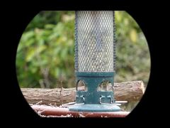 Monóculo de visão noturna de vídeo 4K Mini91